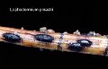 Lophodermium pinastri-amf2073